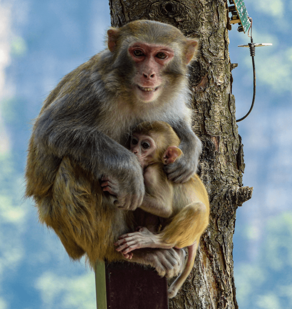 Monkey mom, Zhangjiajie, CHina